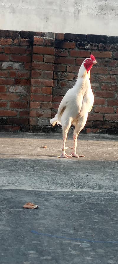 pepper white