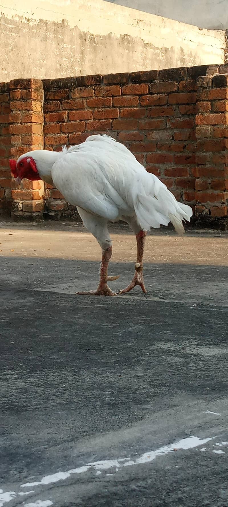pepper white 1