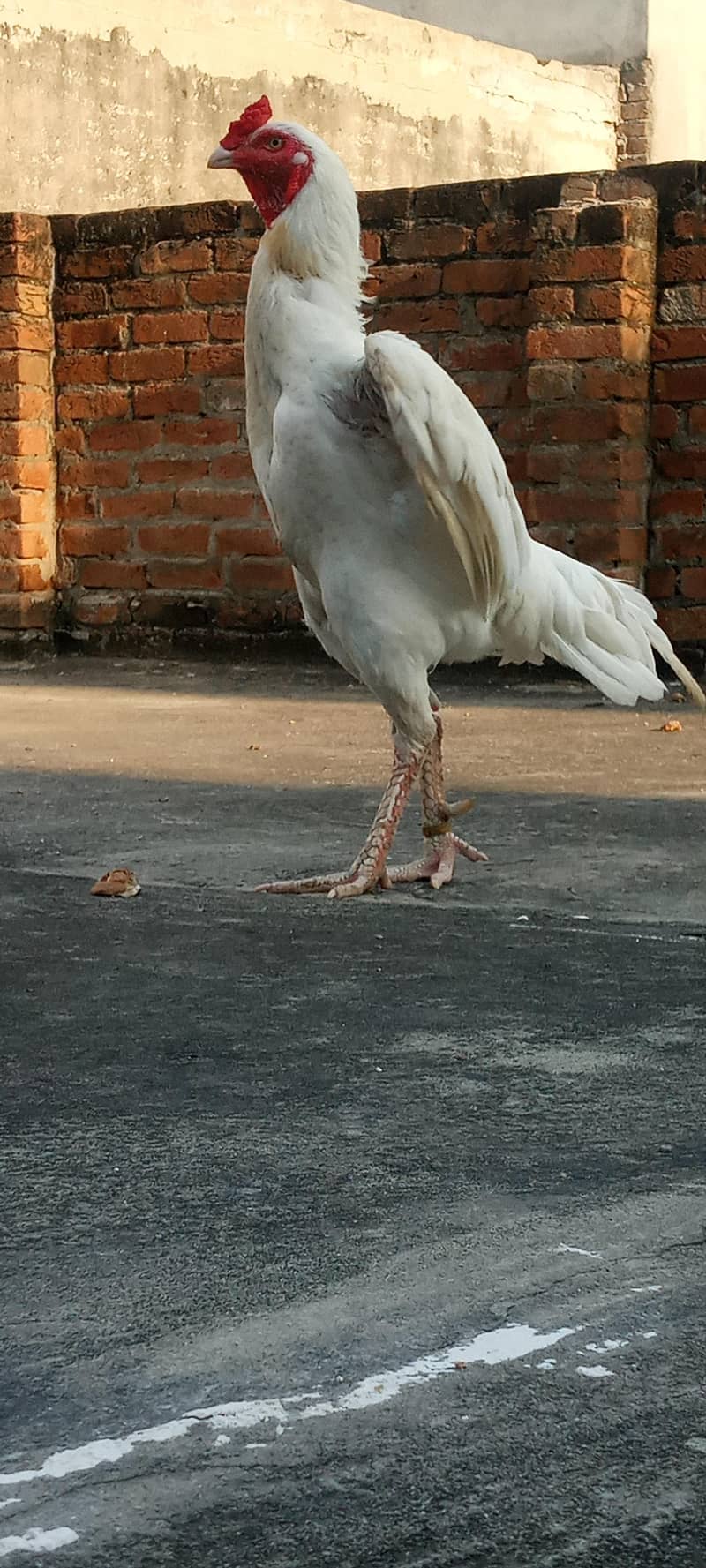 pepper white 2