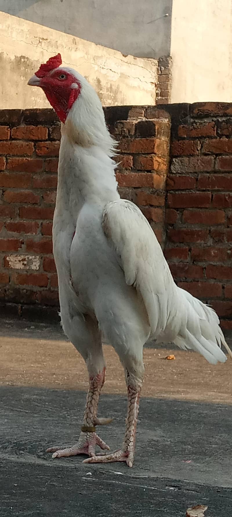 pepper white 3