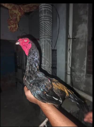 aseel murgi or murga for sale