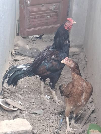 aseel for sale