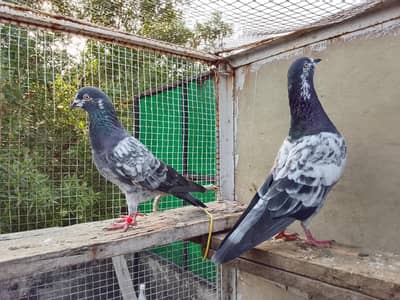Highly Quality Breeder pigeons