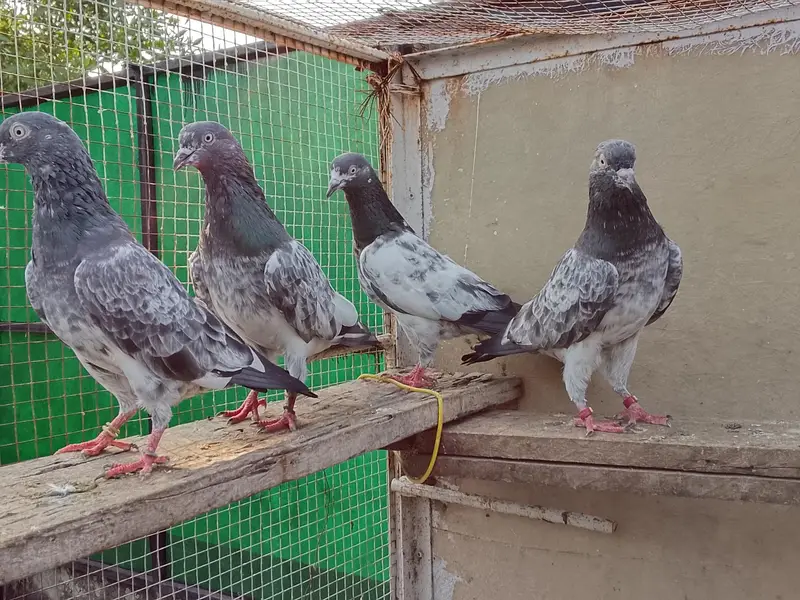 Highly Quality Breeder pigeons — photo 2