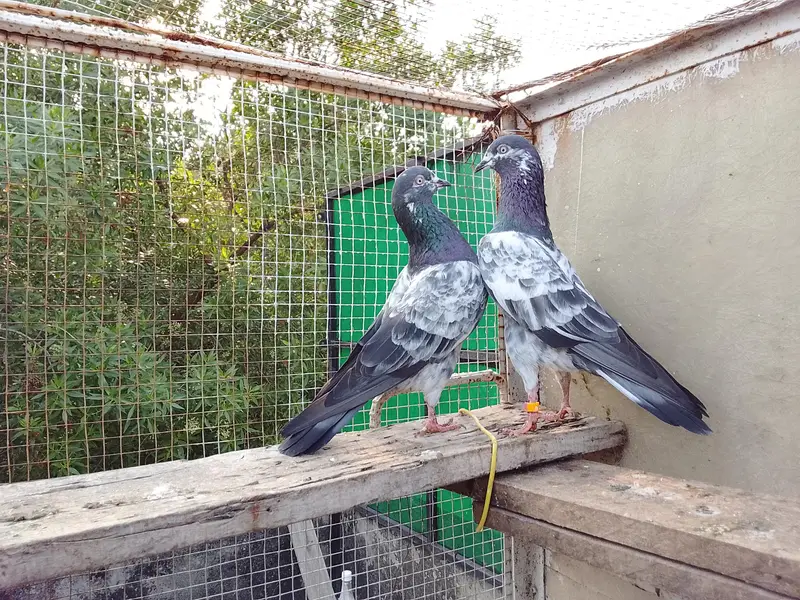 Highly Quality Breeder pigeons — photo 3