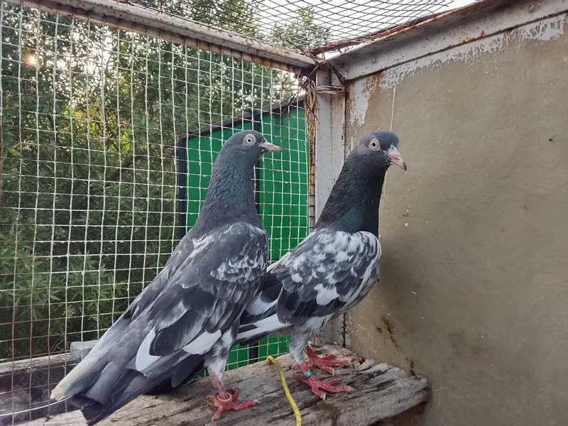 Highly Quality Breeder pigeons — photo 4