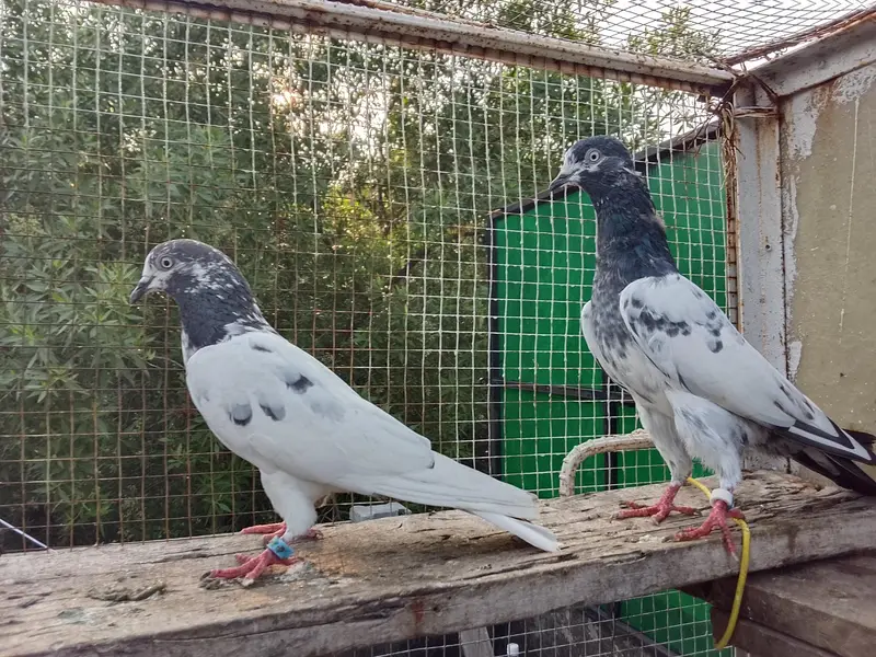 Highly Quality Breeder pigeons — photo 5