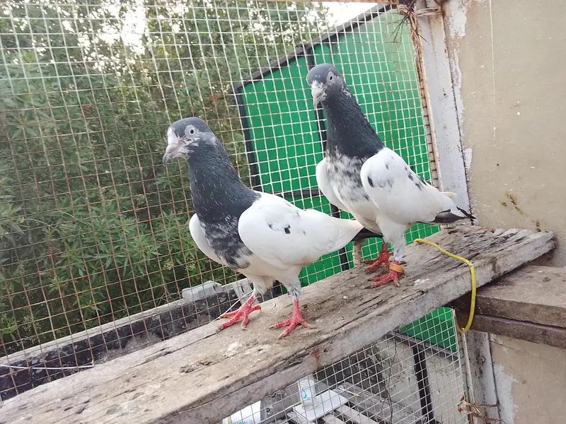Highly Quality Breeder pigeons — photo 6