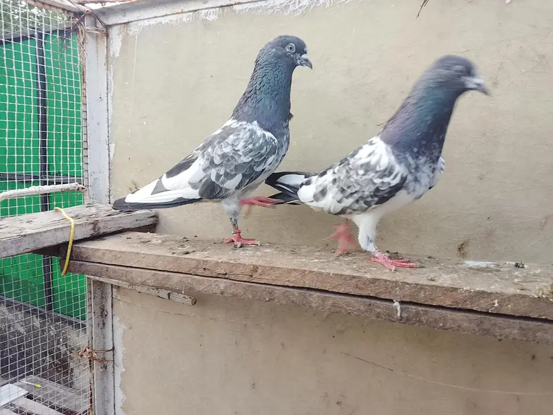Highly Quality Breeder pigeons — photo 7