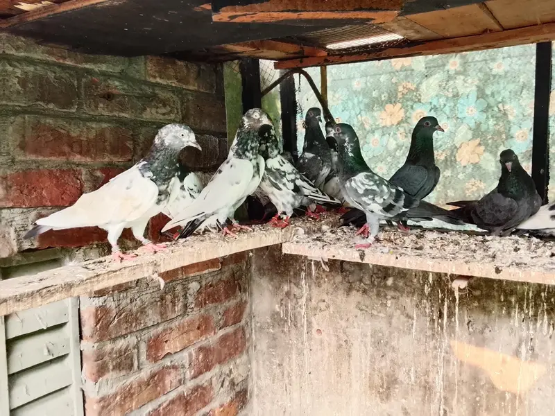 Highly Quality Breeder pigeons — photo 8