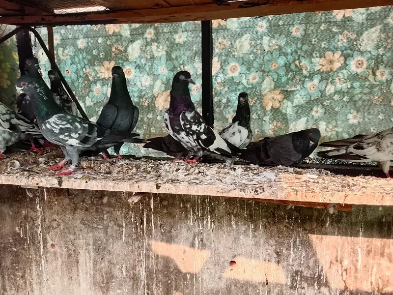 Highly Quality Breeder pigeons — photo 9