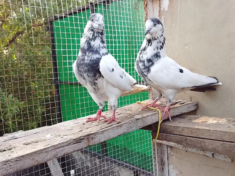 Highly Quality Breeder pigeons — photo 10