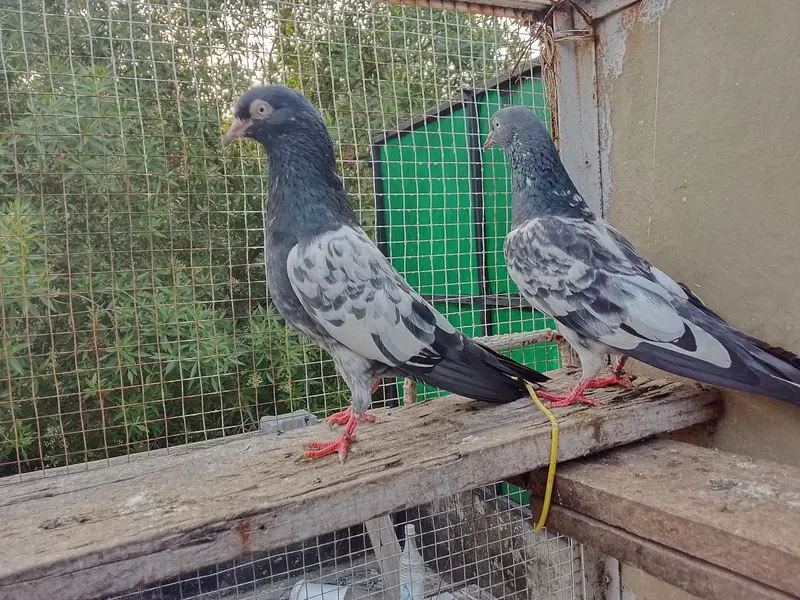 Highly Quality Breeder pigeons — photo 11