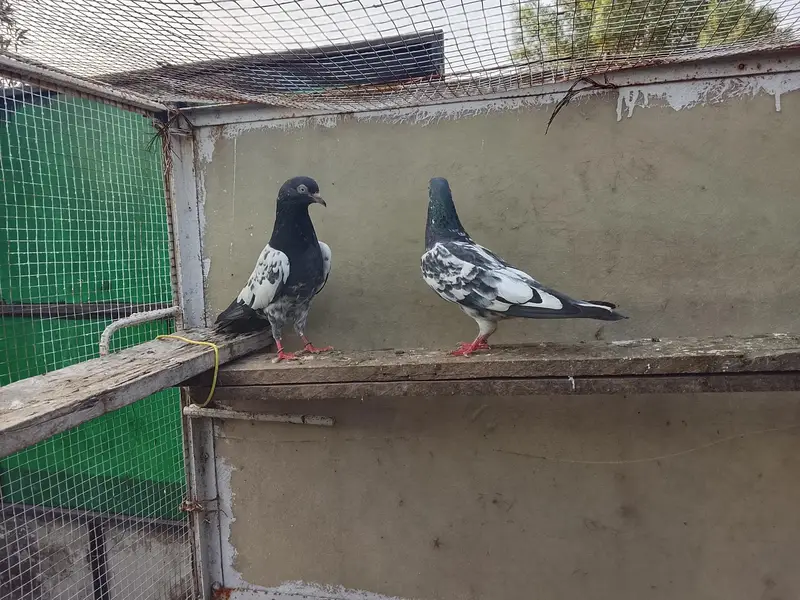 Highly Quality Breeder pigeons — photo 12