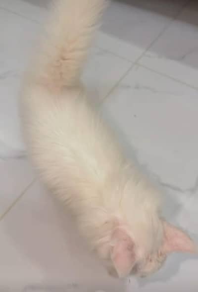 2 month persian Cat urgent sale double coated