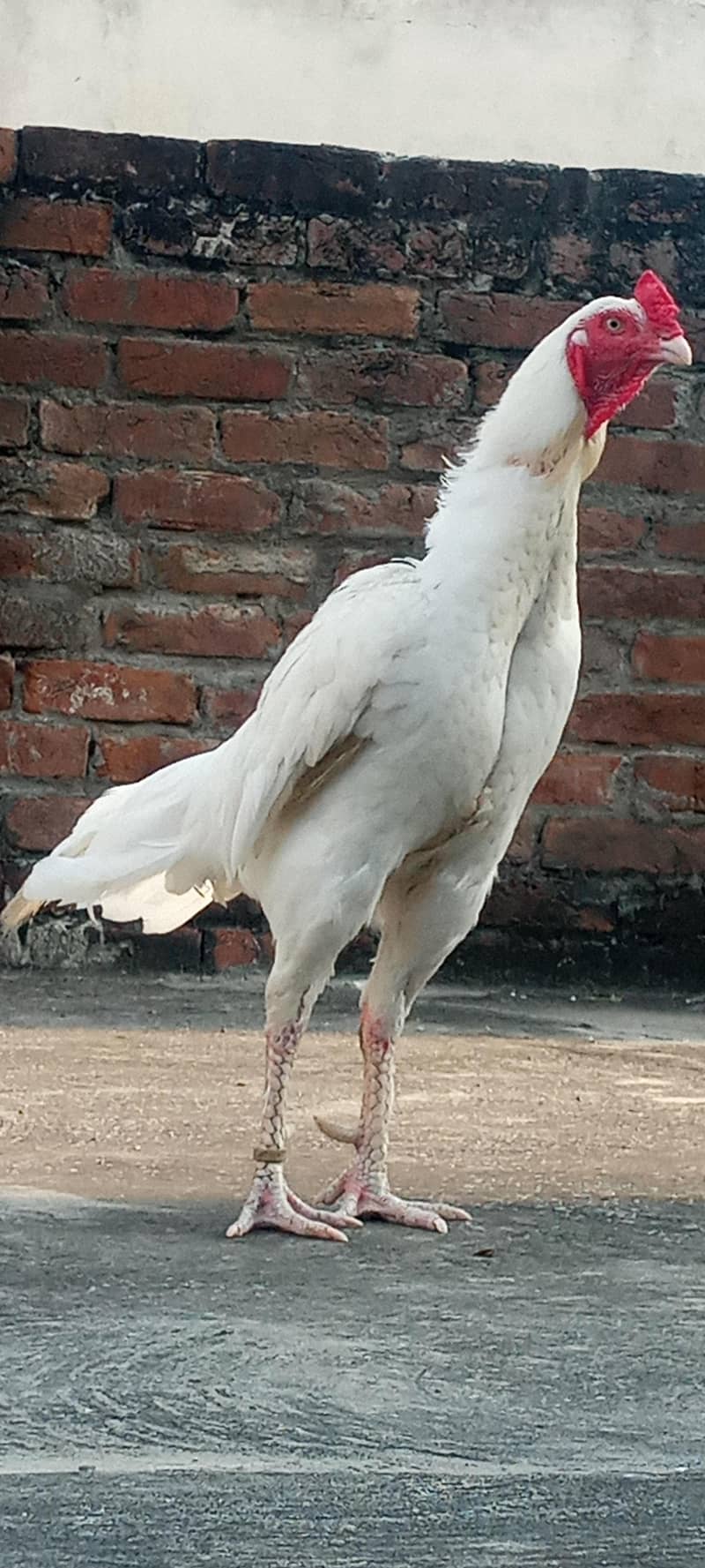 pepper white 0