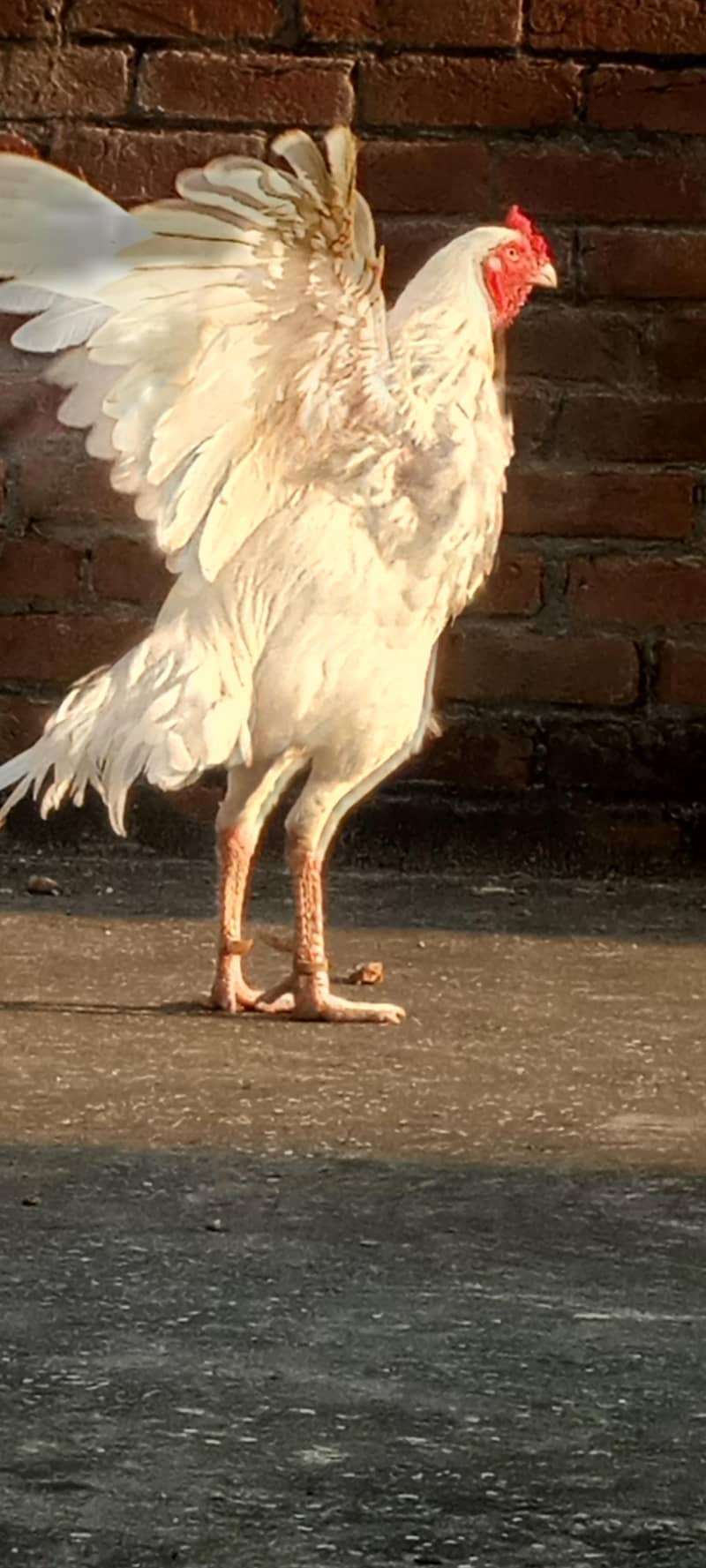 pepper white 2