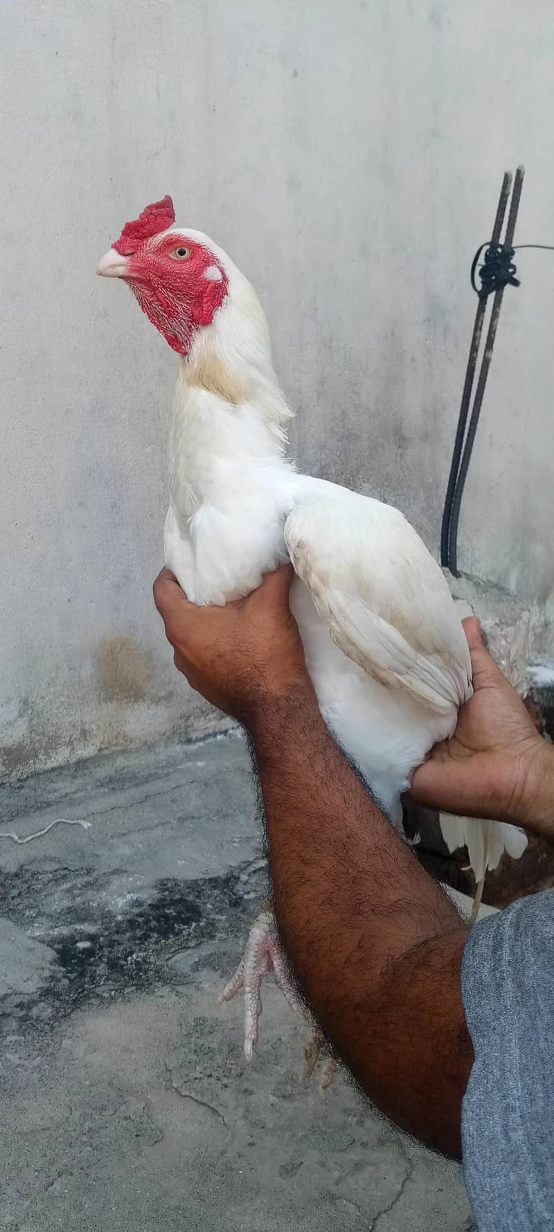 pepper white 9