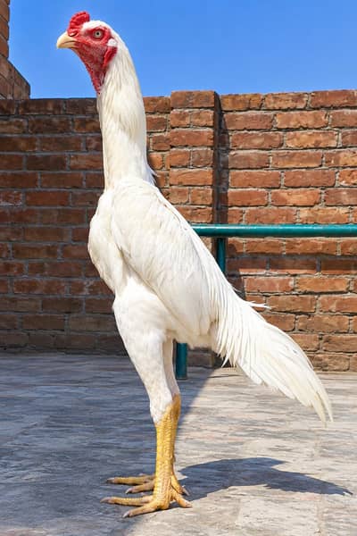 White German O Shamo