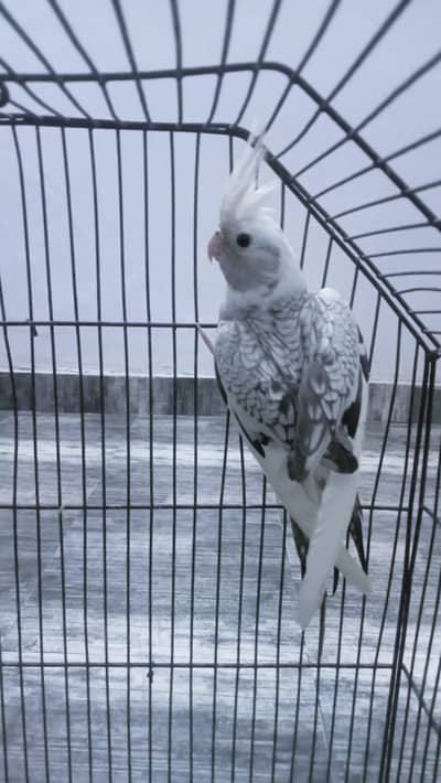 Semi tame gray peral