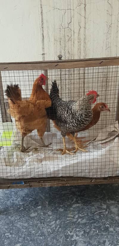 Quatilay hens