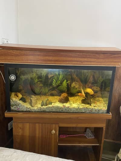 Fish Aquarium (working) with water pump, gravel, and fish