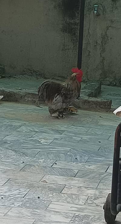 bantam male for sale ha