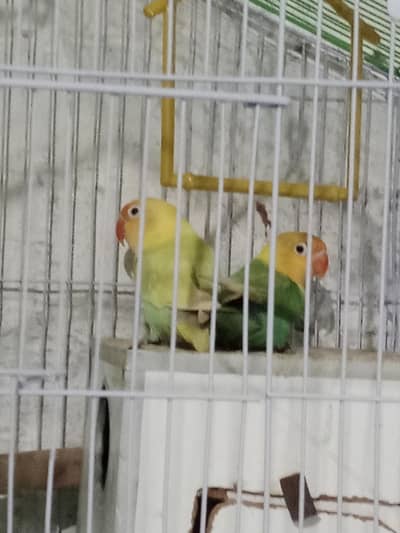 love bird pair h