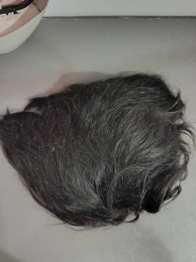 hair patch (Wigg)