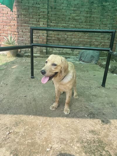 Fully trained + vacinated + active labrador female