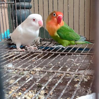 Lovebird pair