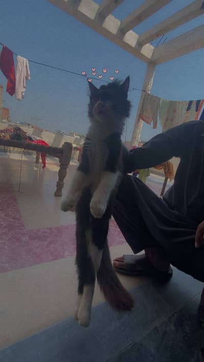 Rag doll male