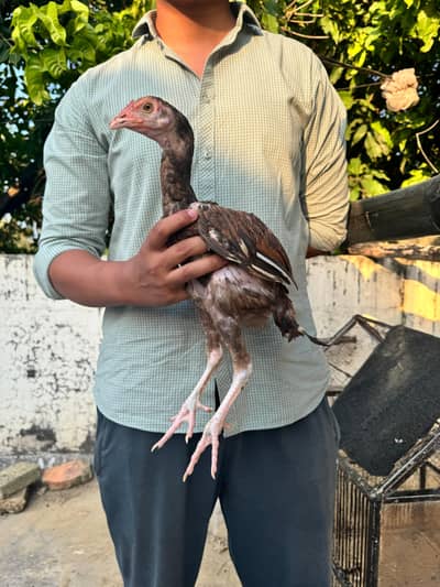 Mianwali Lasani Aseel chicks