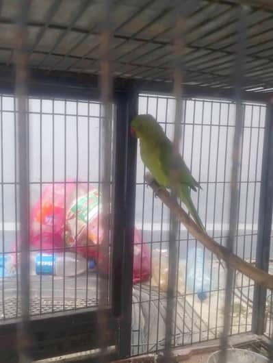 parrots for sale
