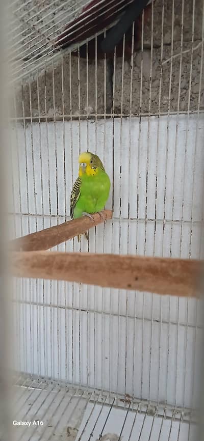 Healthy Birds for Sale (Budgie Pair and Green Fischer Lovebird)