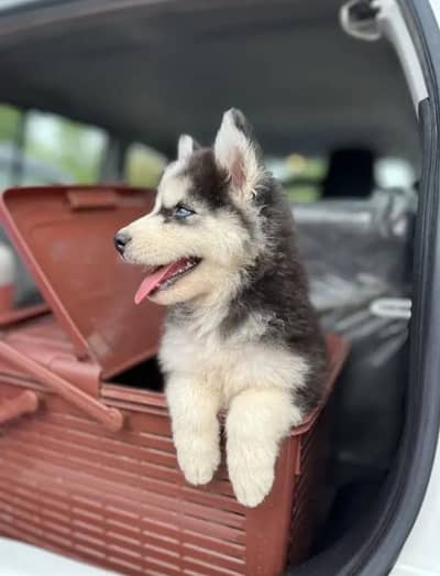 Siberian husky little bit trained