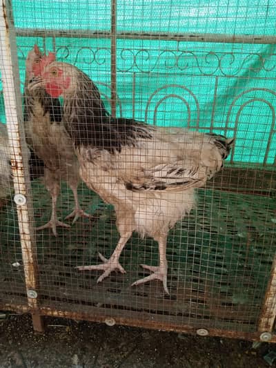 susex male for sale
