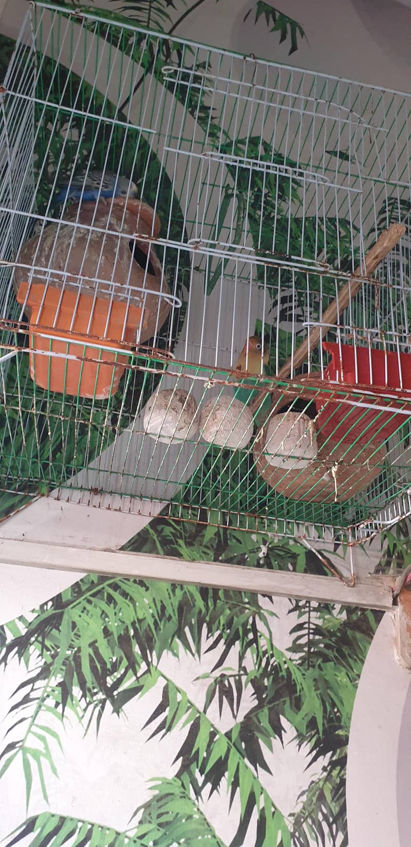 birds 1