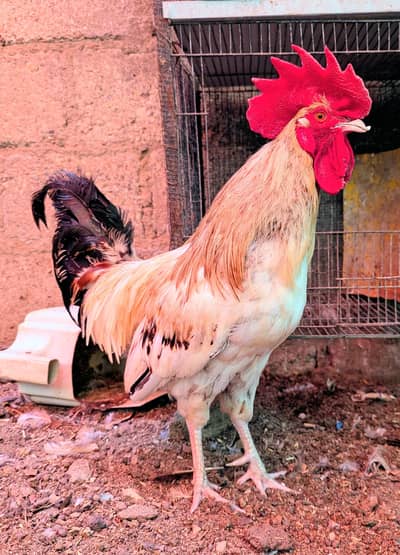 Desi Murga / Rooster, Desi Duck / batakh