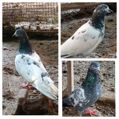 Pigeons for sale Contact number=03245974166