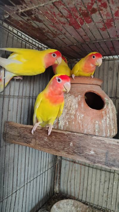 lotino red eyes breader pairs