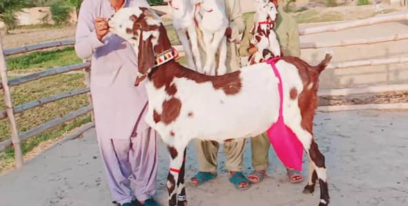 3 Bacchon Ka Sath Desi Bakri For Sale call _03247915246