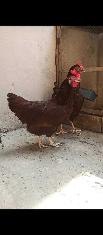 RIR Haritage females / hens / fancy / shamo / Aseel / murga / eggs