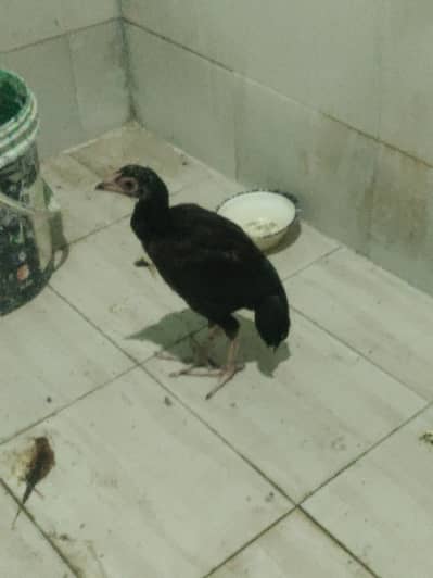 seal female hen for sale
