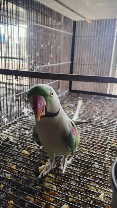 breeder raw parrot