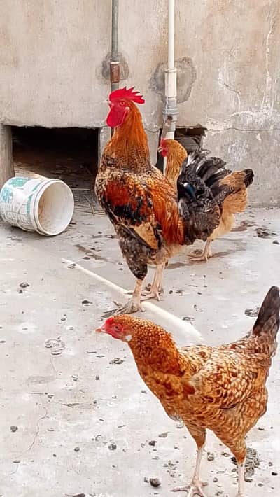 aseel female