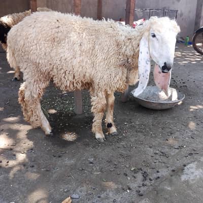 2sheeps for sale 1male and 1 female