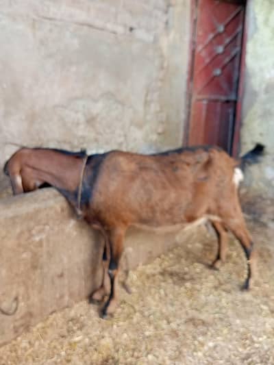 TYAR  BAKRI FOR SALE