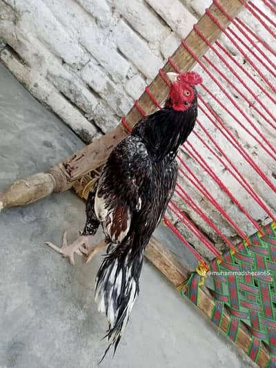 pure aseel mianwali