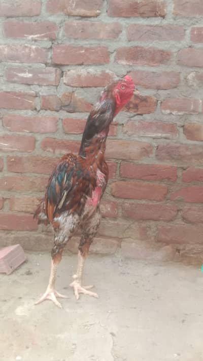 2fit above height pure German Oshamo for sale